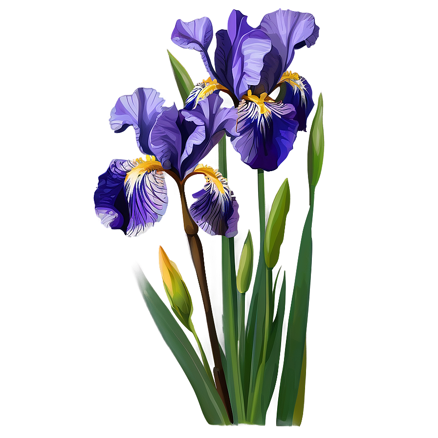 Purple Iris Illustration Png Ybw PNG Image