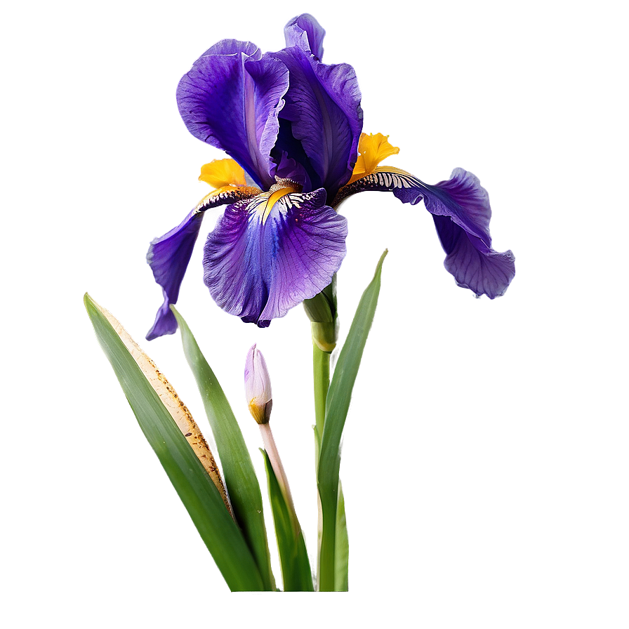 Purple Iris Png Rfq35 PNG Image