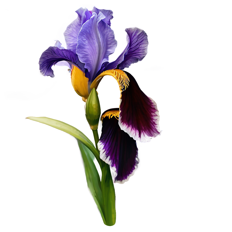 Purple Iris Png Xpo PNG Image