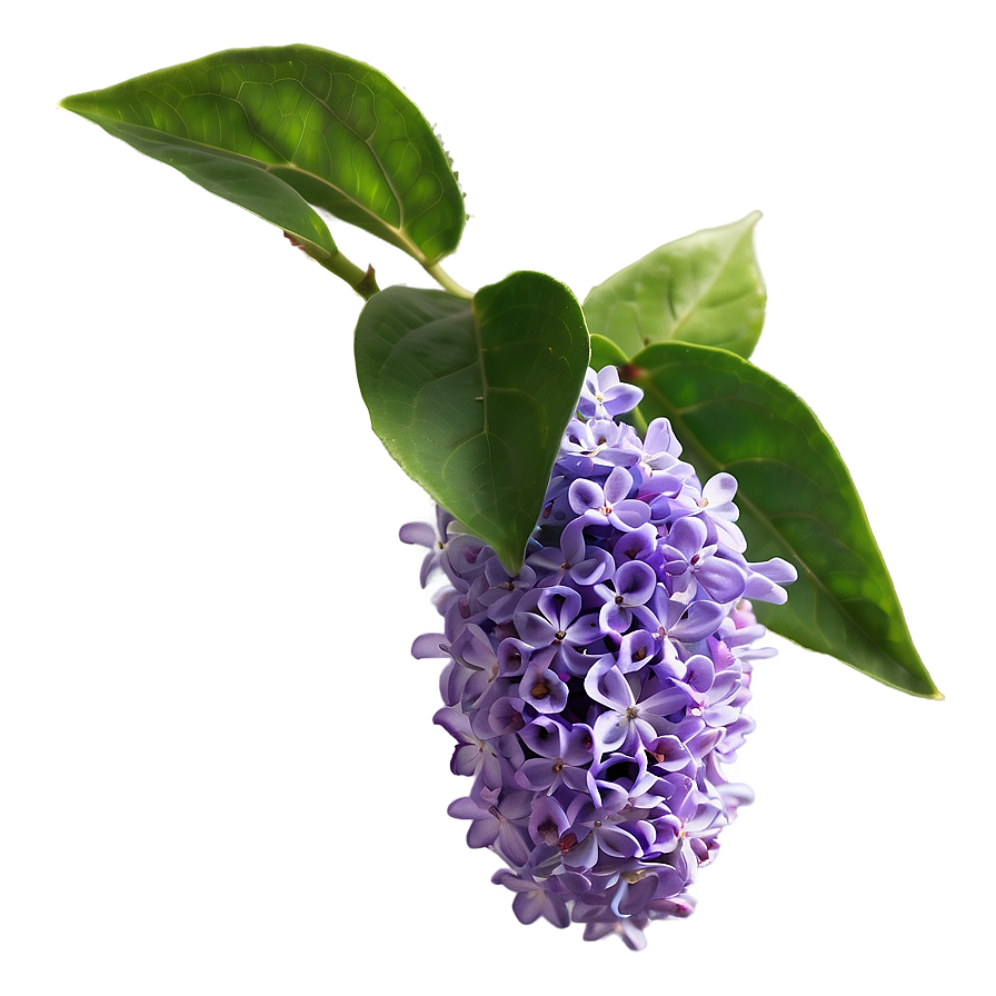 Purple Lilac Png 06122024 PNG Image