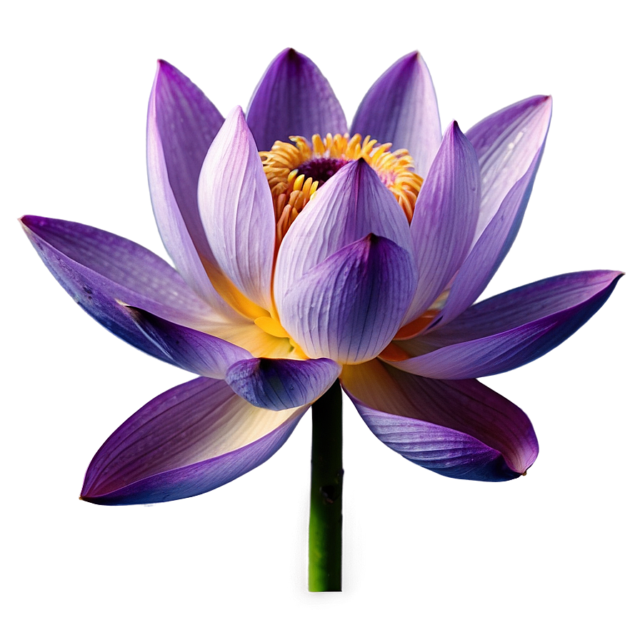 Purple Lotus Png 05242024 PNG Image