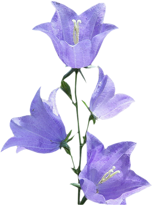 Purple Morning Glory Flowers PNG Image