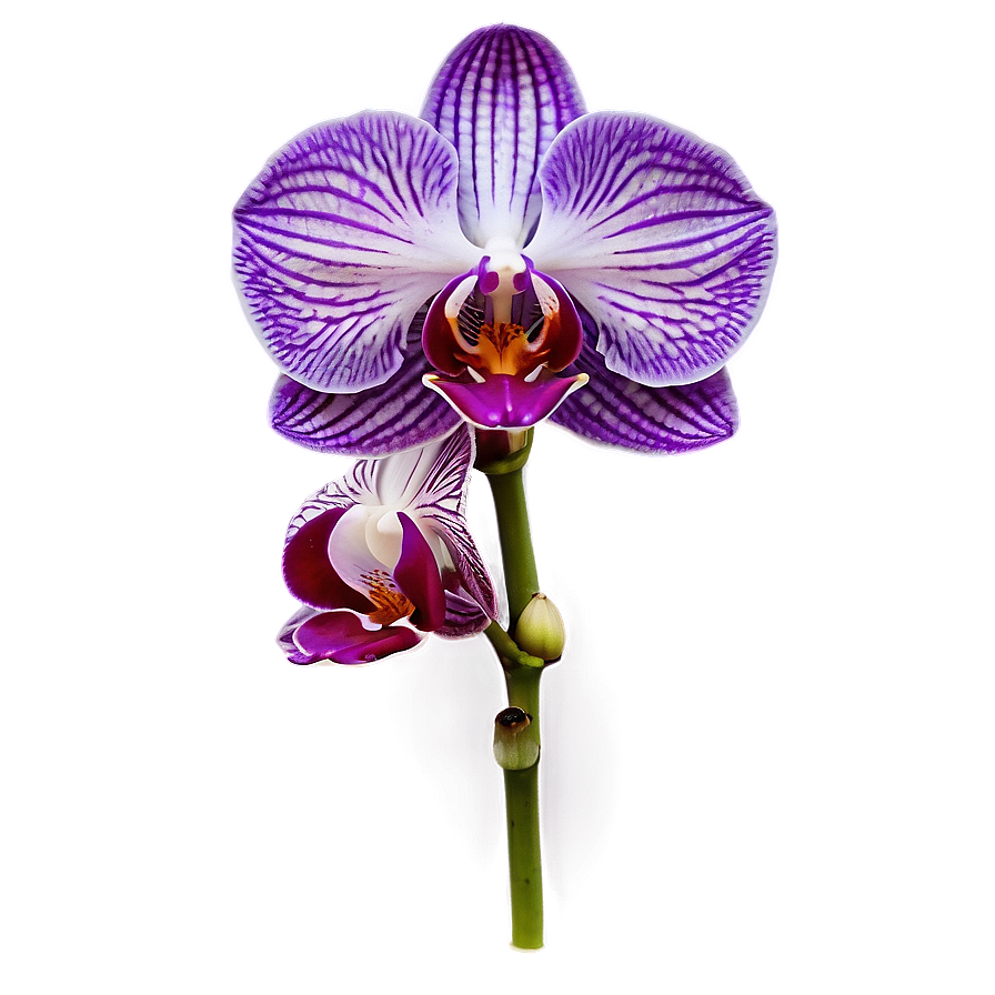 Purple Orchid Png 05242024 PNG Image