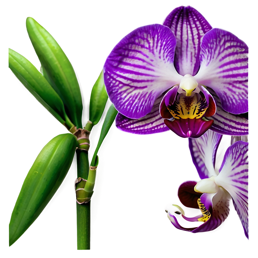 Purple Orchid Png Qxe71 PNG Image