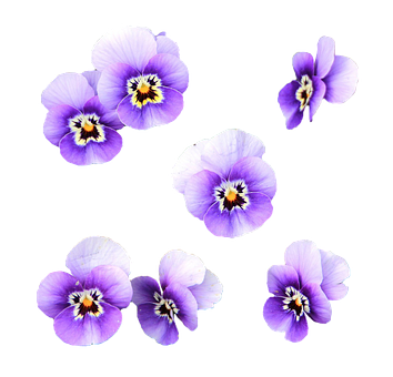 Purple_ Pansies_ Black_ Background PNG Image