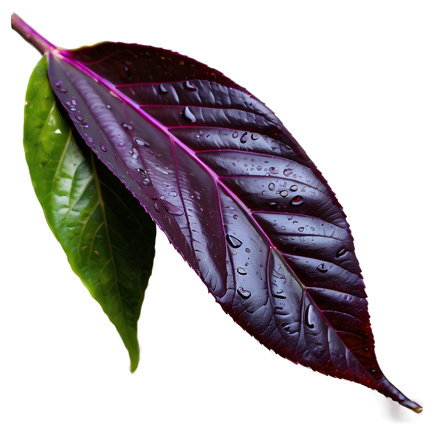 Purple Rain On Leaves Png 72 PNG Image