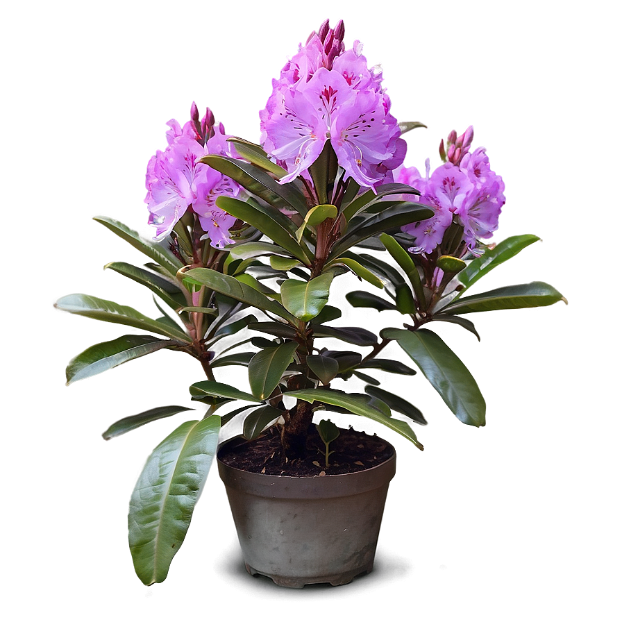 Purple Rhododendron Png 06282024 PNG Image