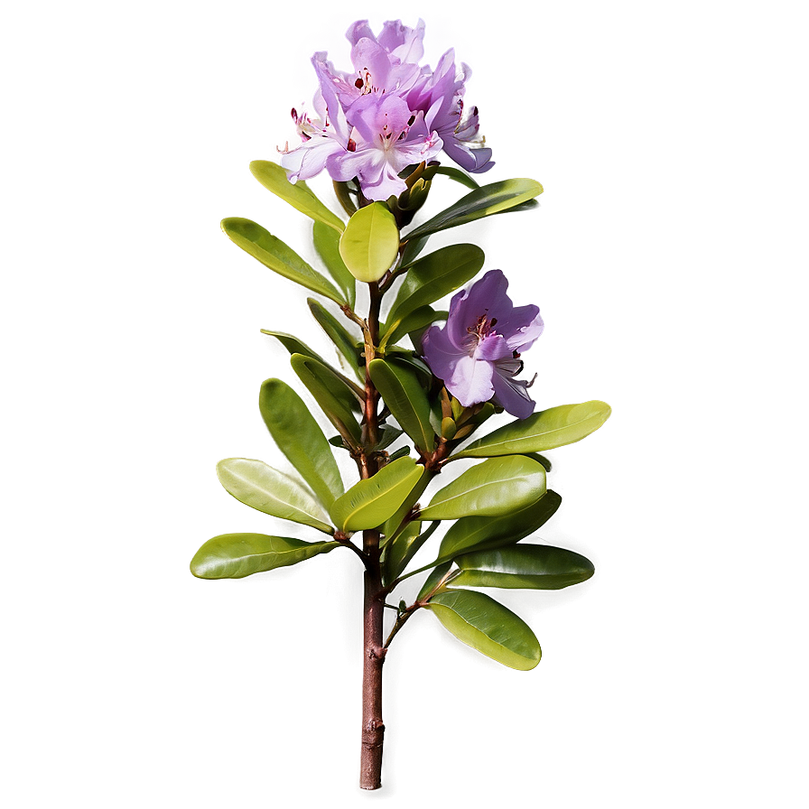 Purple Rhododendron Png Lsw PNG Image