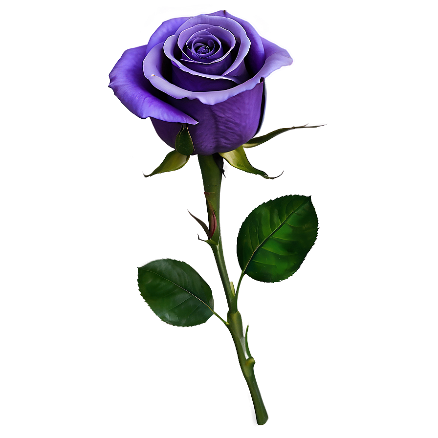 Purple Rose Png 05062024 PNG Image