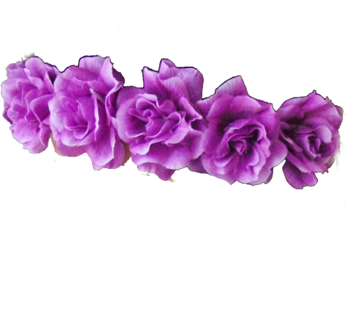 Purple Roses Row PNG Image