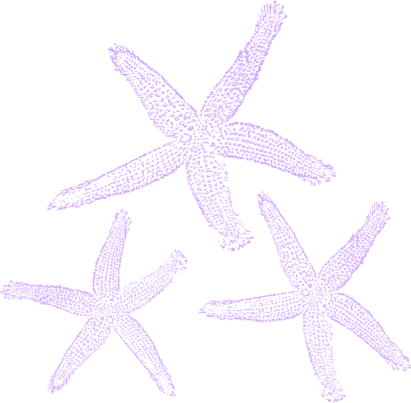 Purple_ Starfish_ Clipart_ Vector PNG Image