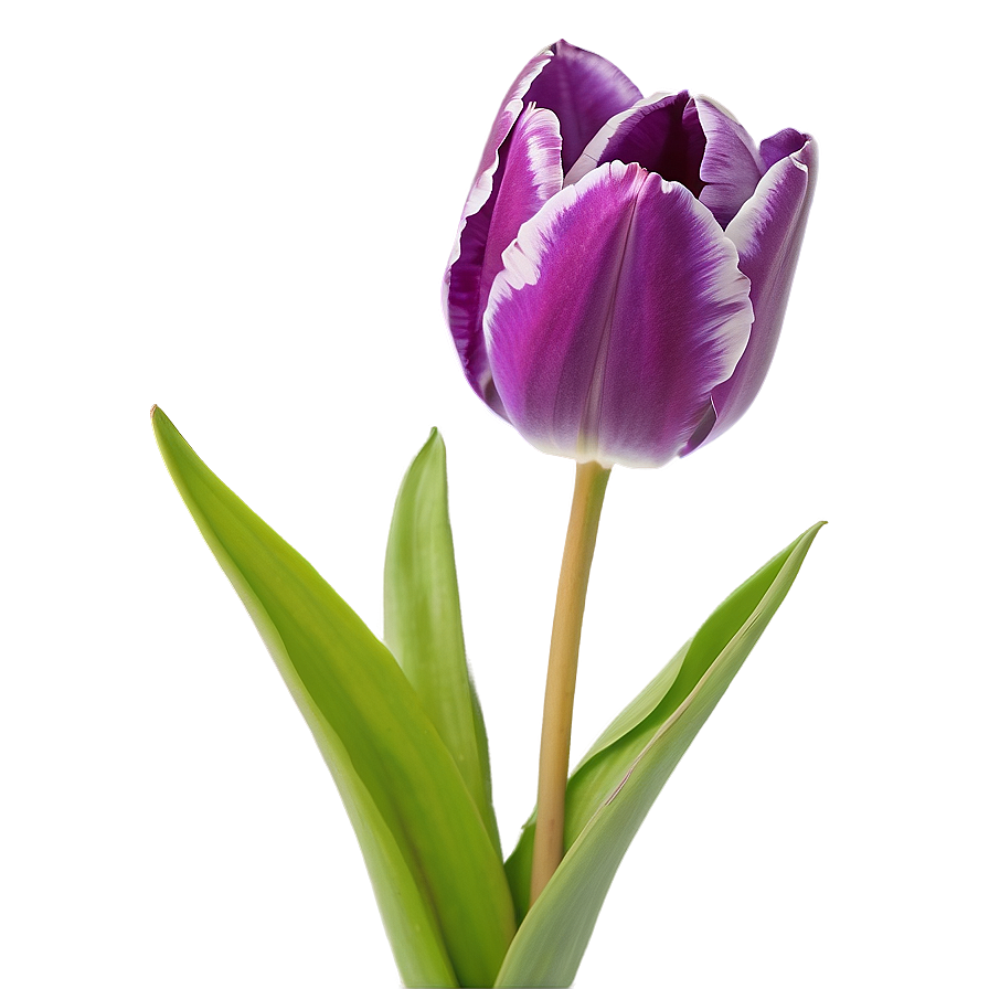 Purple Tulip Png Nfr PNG Image