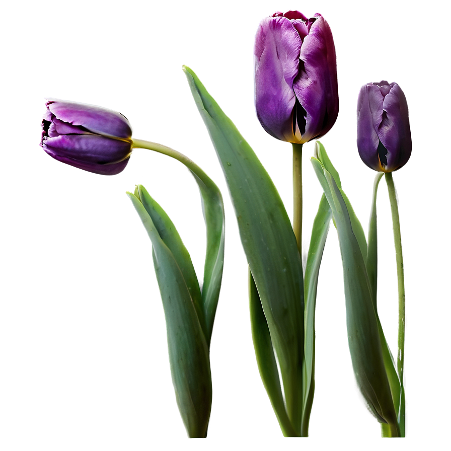 Purple Tulip Png Wlm PNG Image