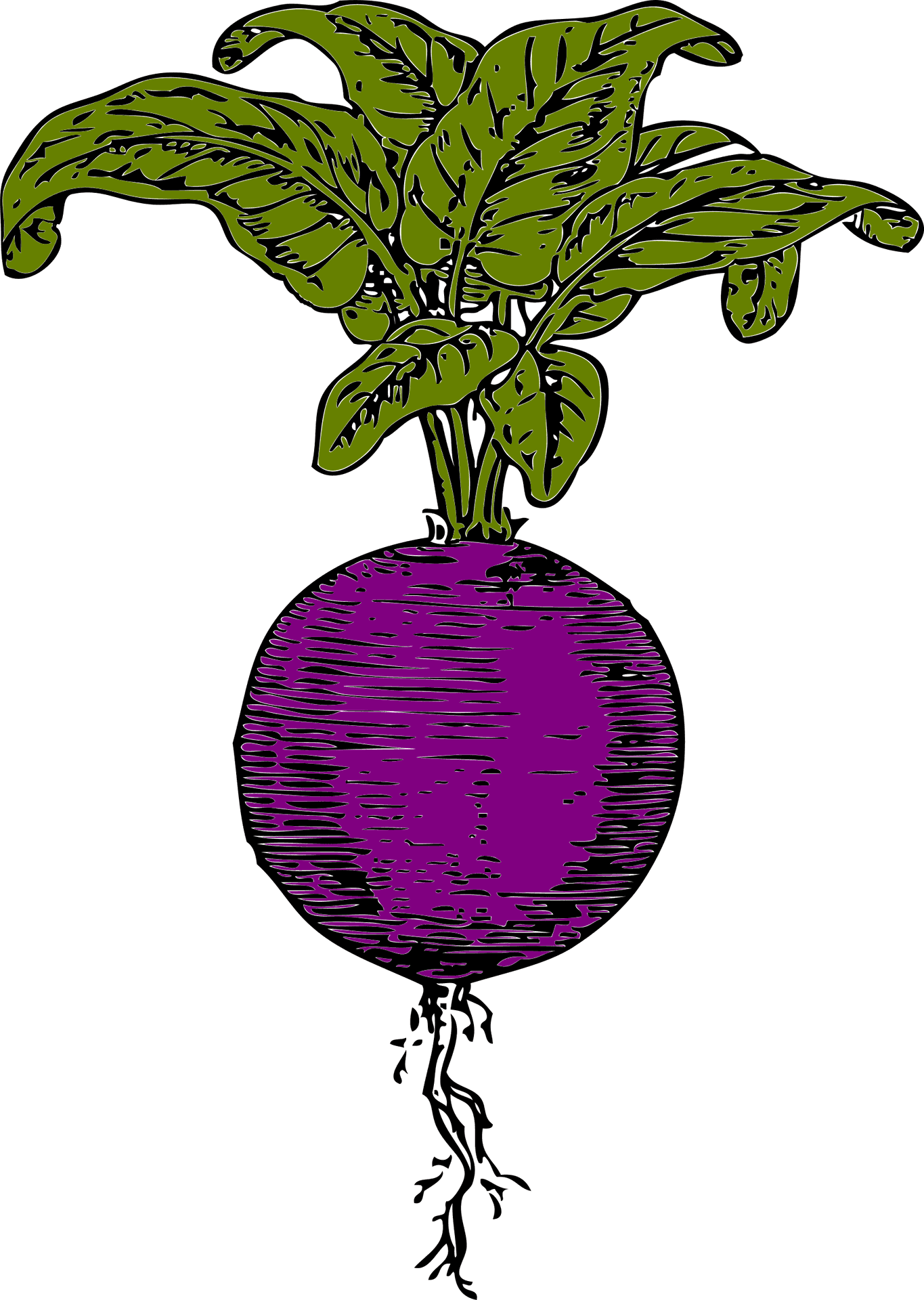 Purple Turnip Illustration.png PNG Image