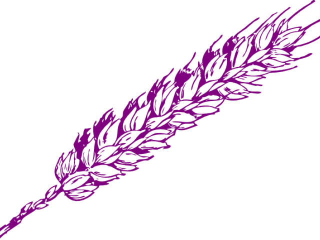 Purple Wheat Vector Illustration PNG Image