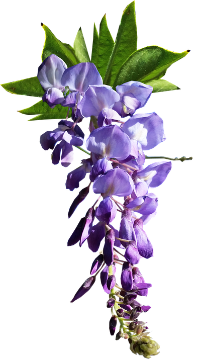 Purple Wisteria Flower Transparent Background PNG Image