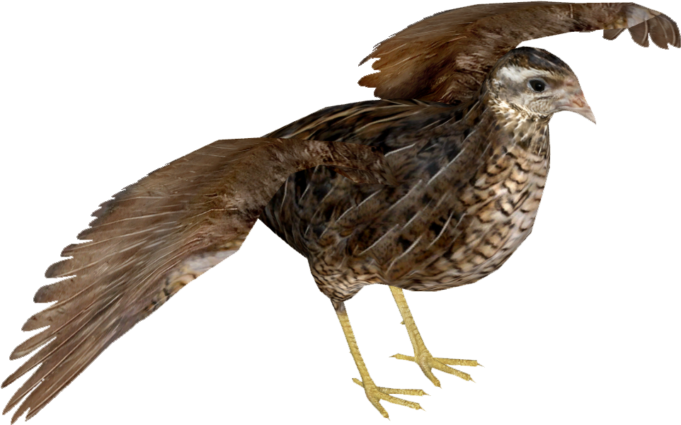 Quail In Flight Pose PNG Image