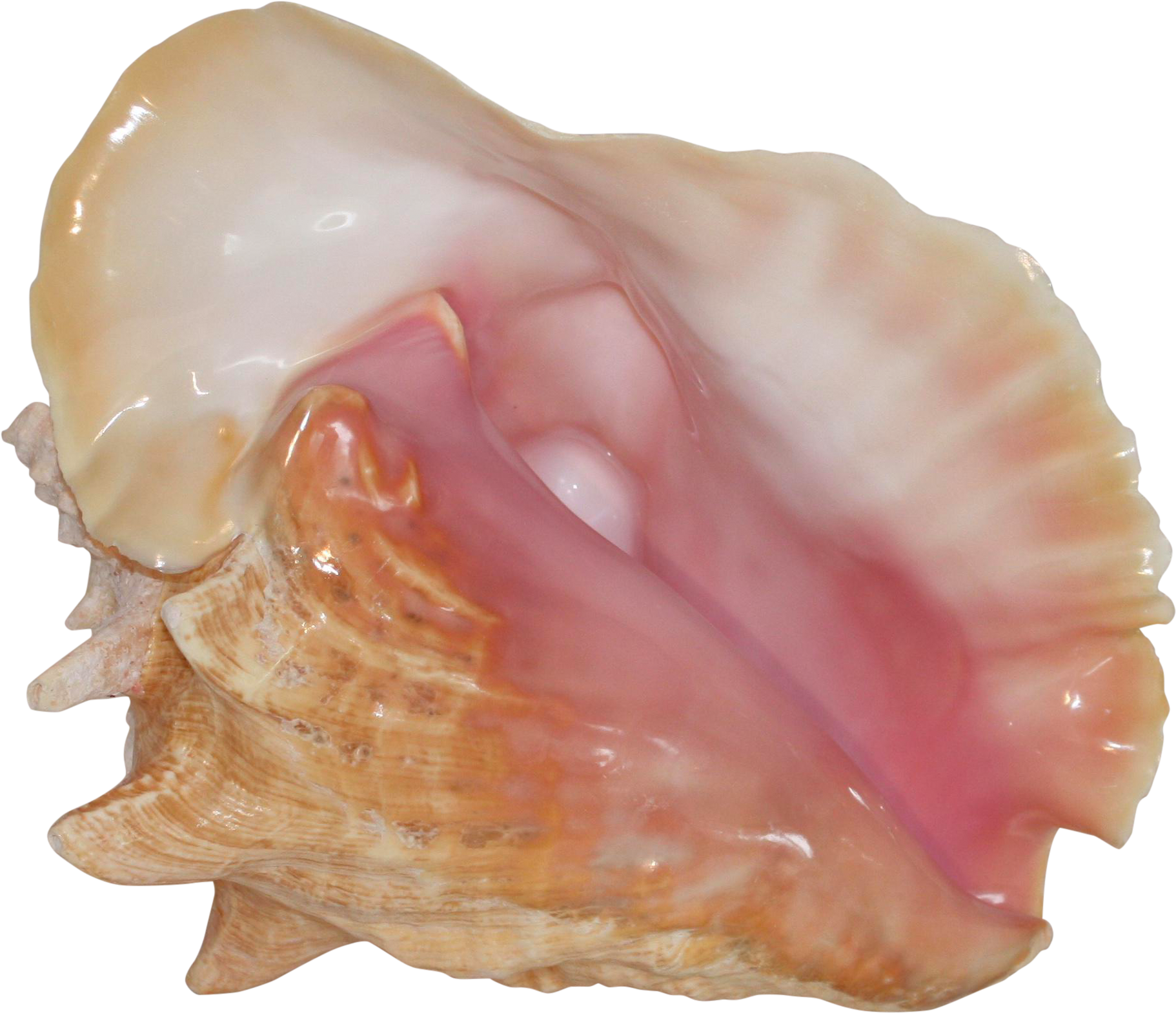 Queen Conch Shell Interior PNG Image