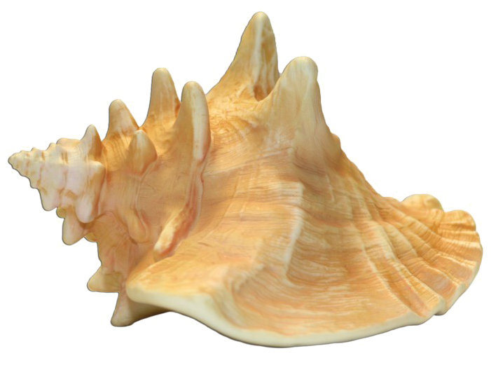 Queen Conch Shell Isolated PNG Image