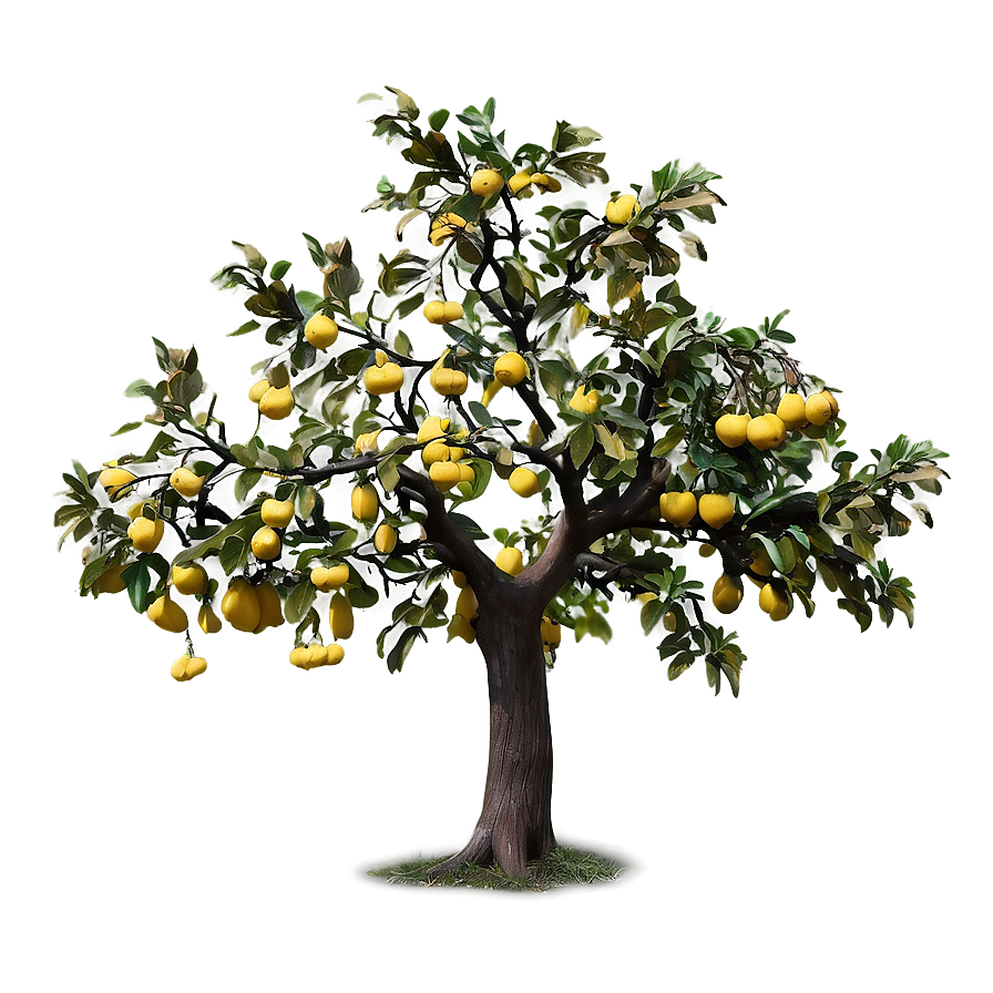 Quince Tree Png 06282024 PNG Image