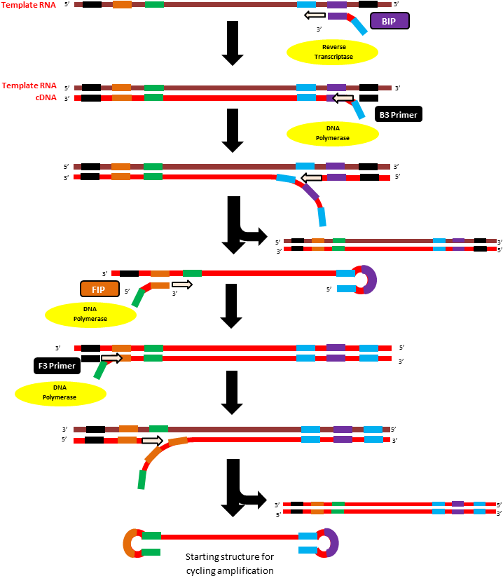 R N Atoc D N A Conversion Process PNG Image