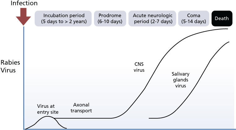 Rabies Infection Progression Chart PNG Image