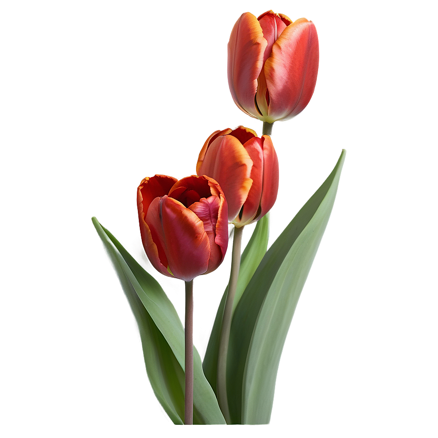 Radiant Red Tulips Png 92 PNG Image