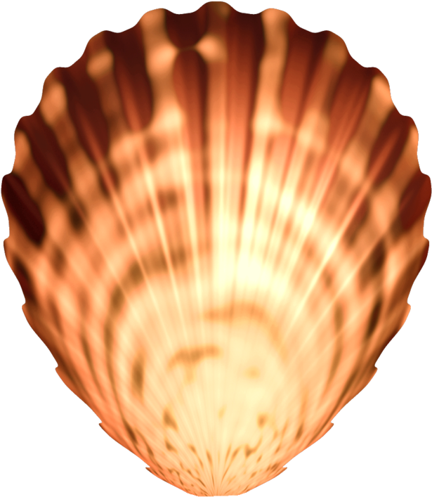 Radiant Scallop Seashell PNG Image