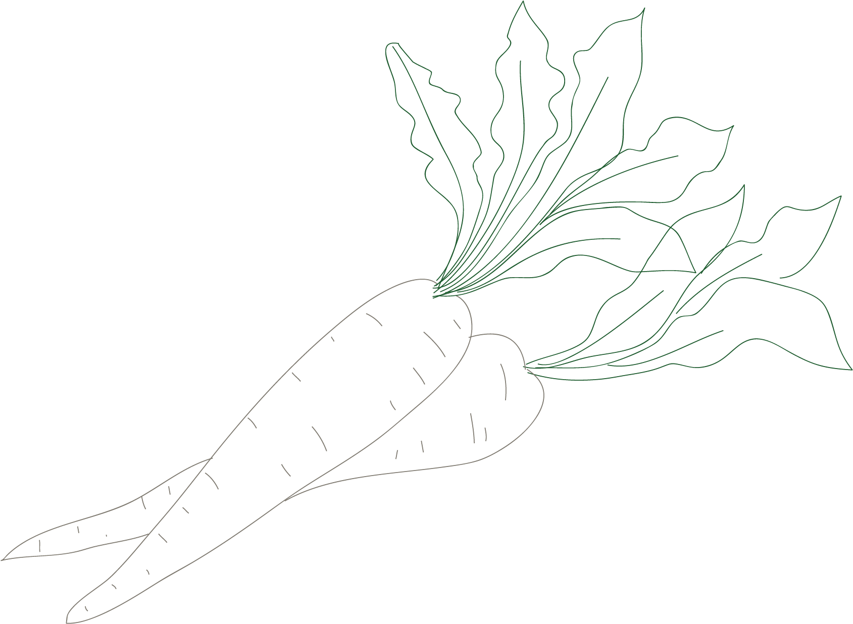 Radish Line Art Illustration PNG Image