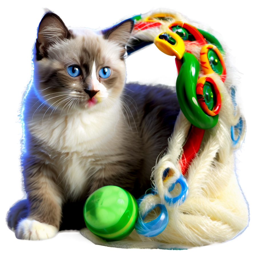 Ragdoll Kitten Png Ato PNG Image