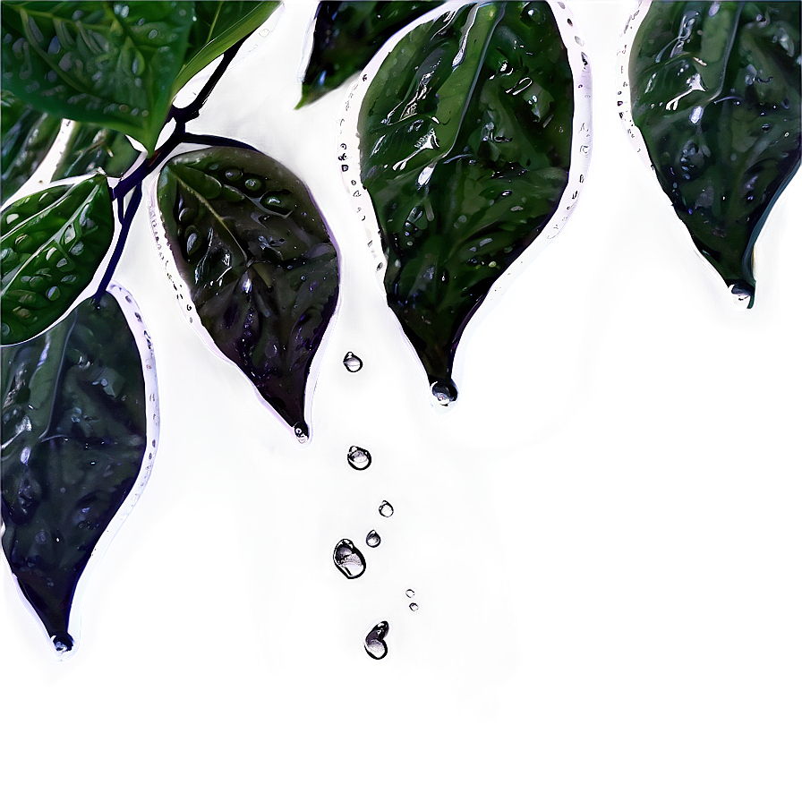 Rain On Leaves Png Akw PNG Image