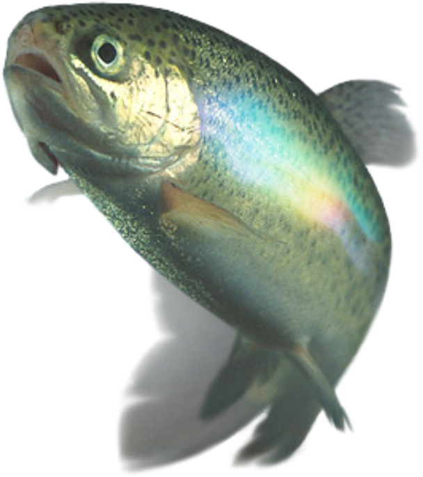 Rainbow Trout Underwater View PNG Image