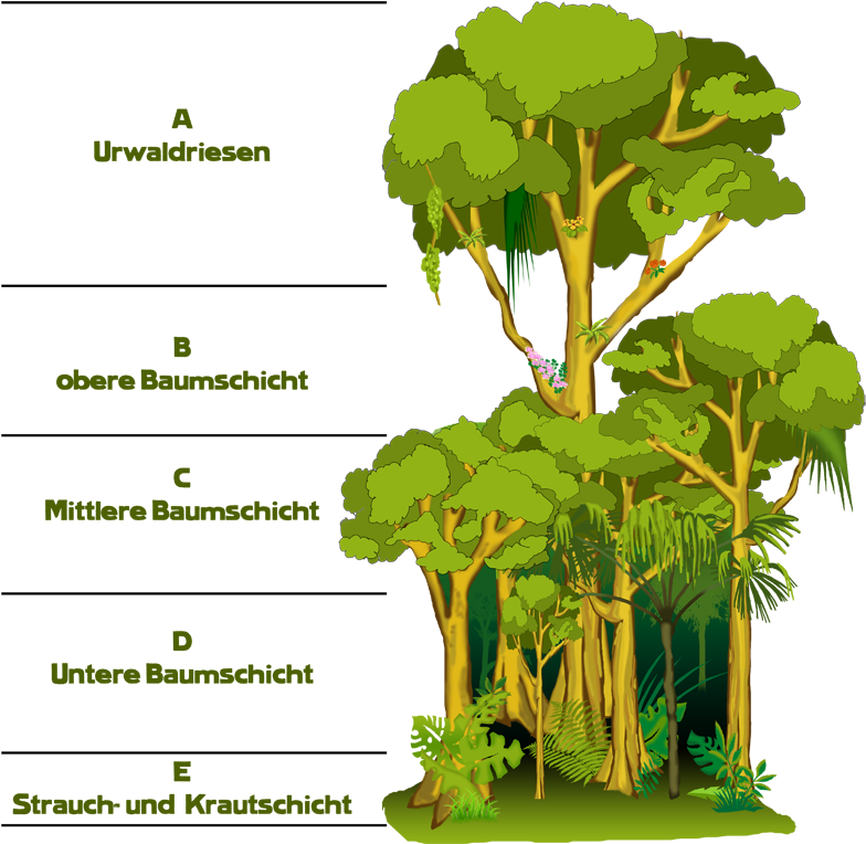 Rainforest Strata Explained PNG Image