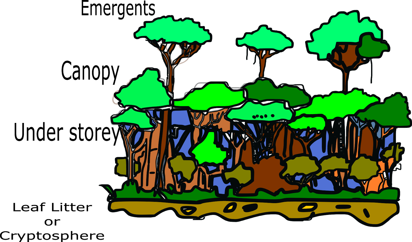 Rainforest Strata Illustration PNG Image