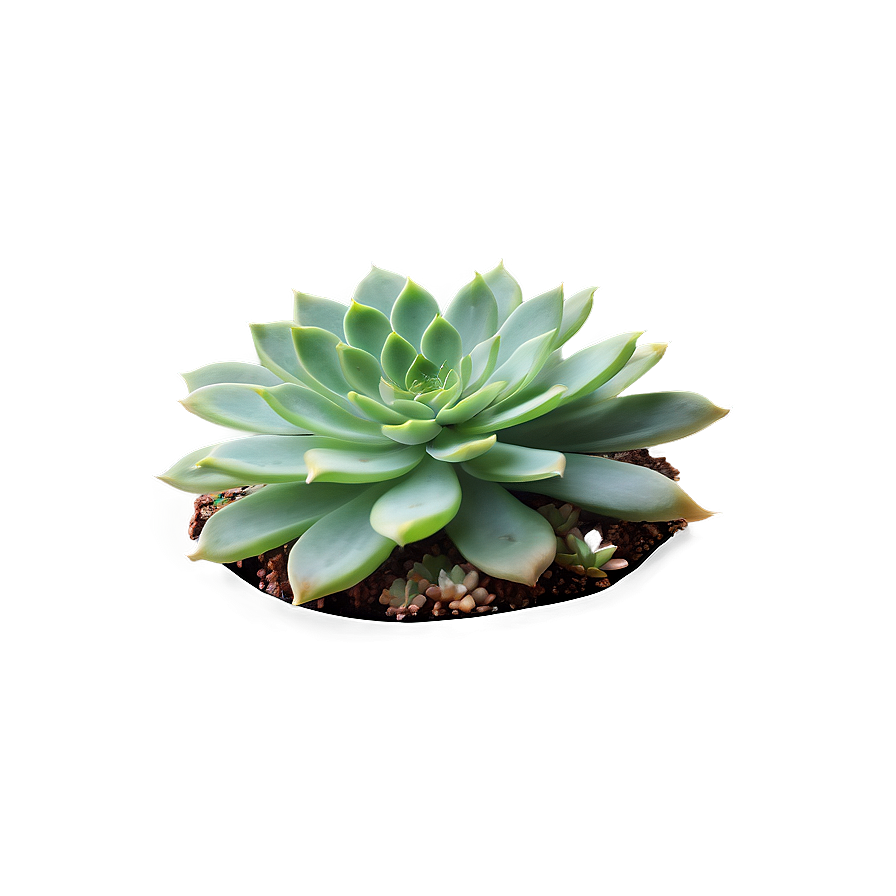 Rare Succulent Species Png Saq PNG Image