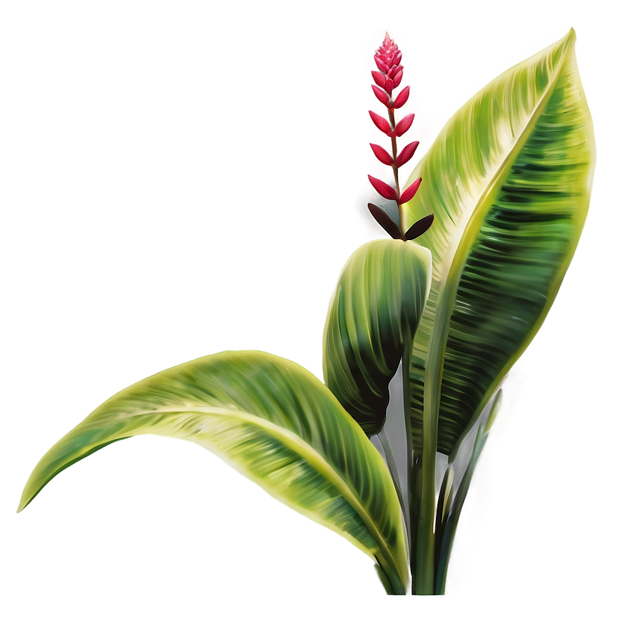 Rare Tropical Plant Png Kos PNG Image