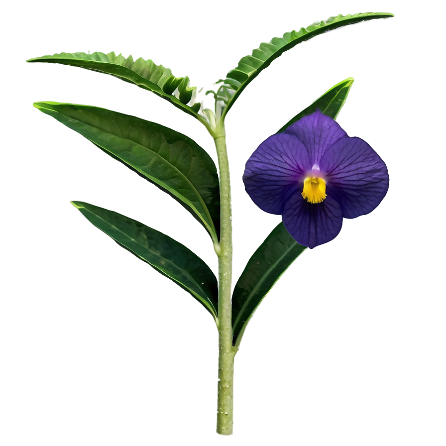 Rare Wildflowers Discovery Png Akx75 PNG Image