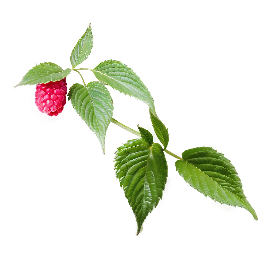 Raspberry Leaf Tea Leaf Png 06262024 PNG Image