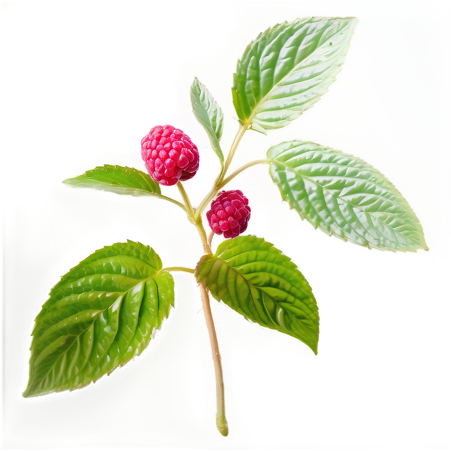 Raspberry Leaf Tea Leaf Png Hjh56 PNG Image