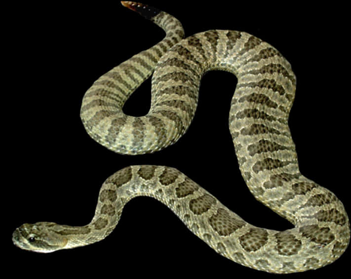 Rattlesnake_in_ Dark_ Background.jpg PNG Image