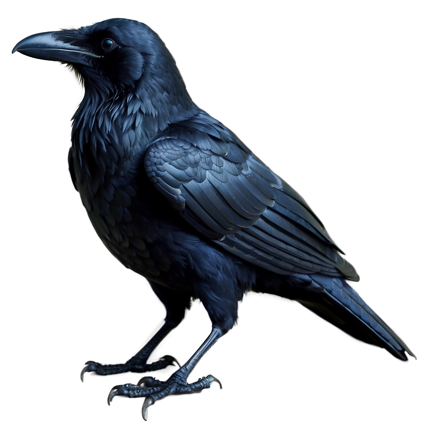 Raven Bird Black Png Cen PNG Image