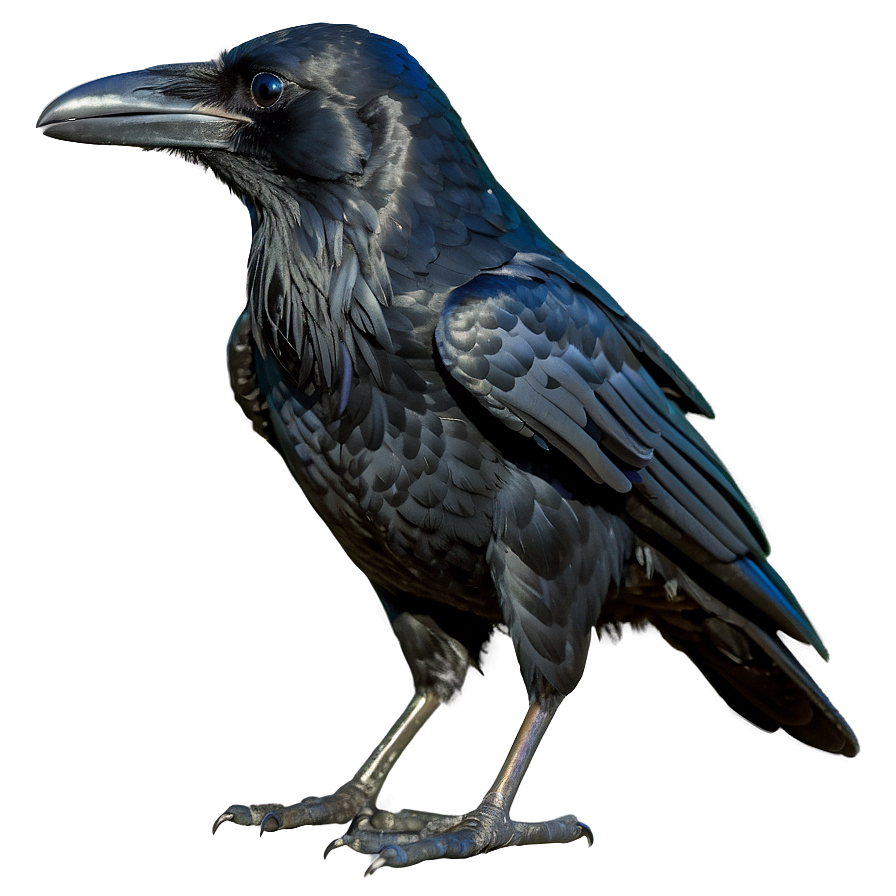 Raven Bird Black Png Gsm PNG Image