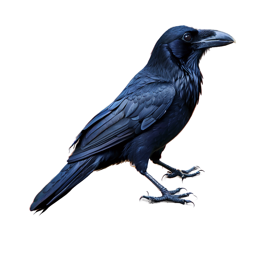 Raven Clipart Png Shq PNG Image