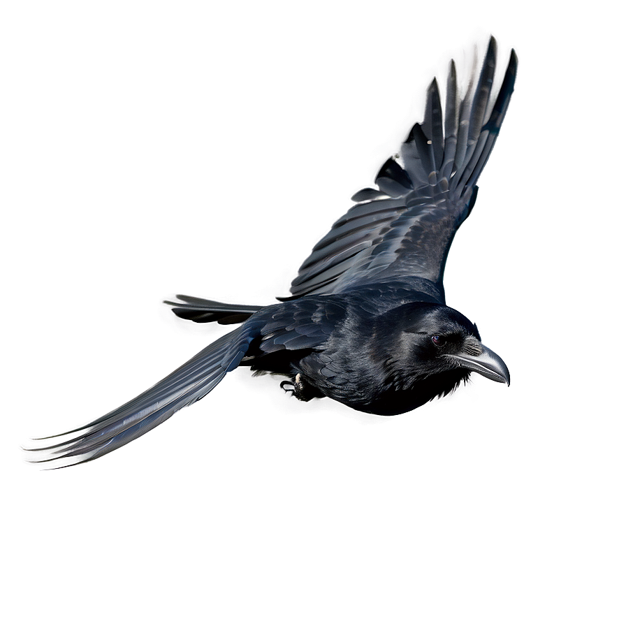 Raven In Flight Png Eal PNG Image