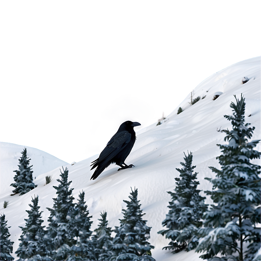 Raven In Snow Landscape Png Rau PNG Image