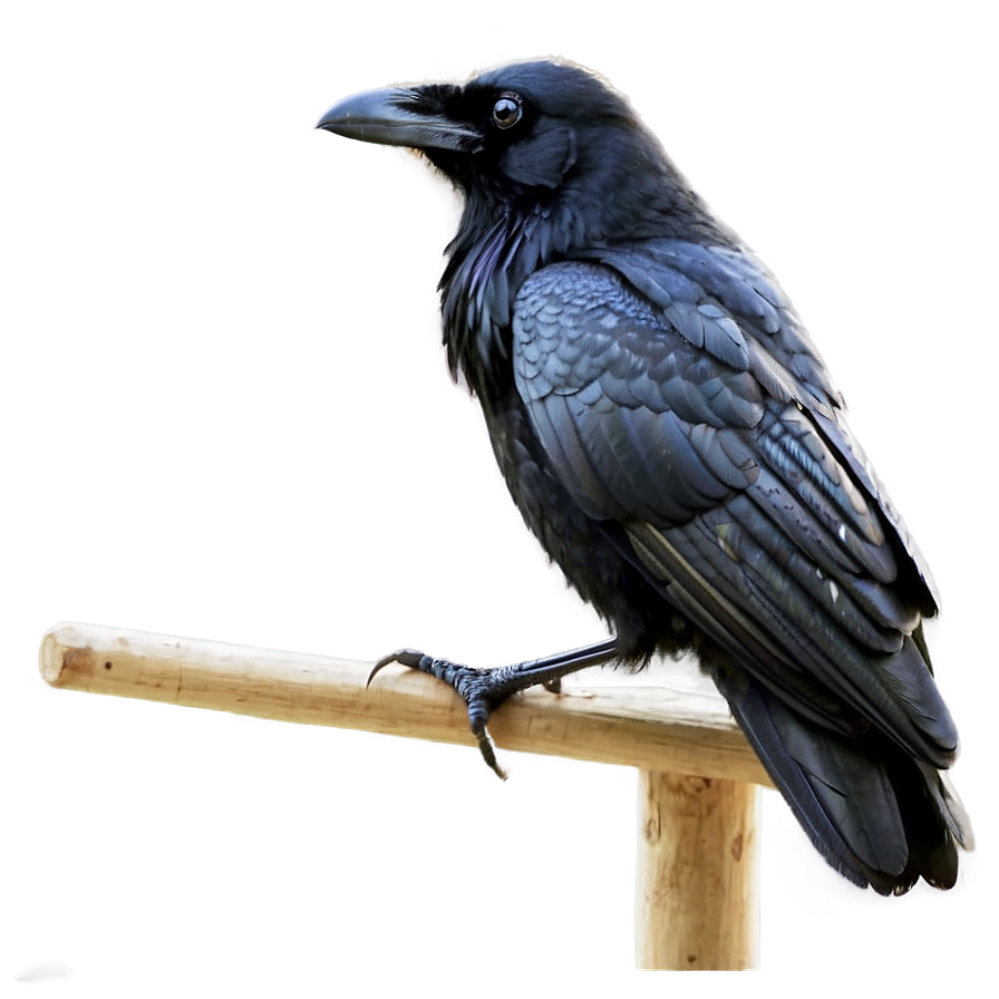 Raven Watching Over City Png 58 PNG Image