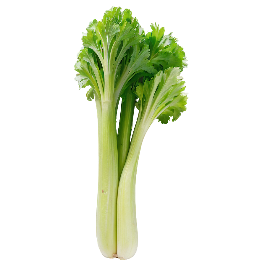 Raw Celery Png Mxk PNG Image