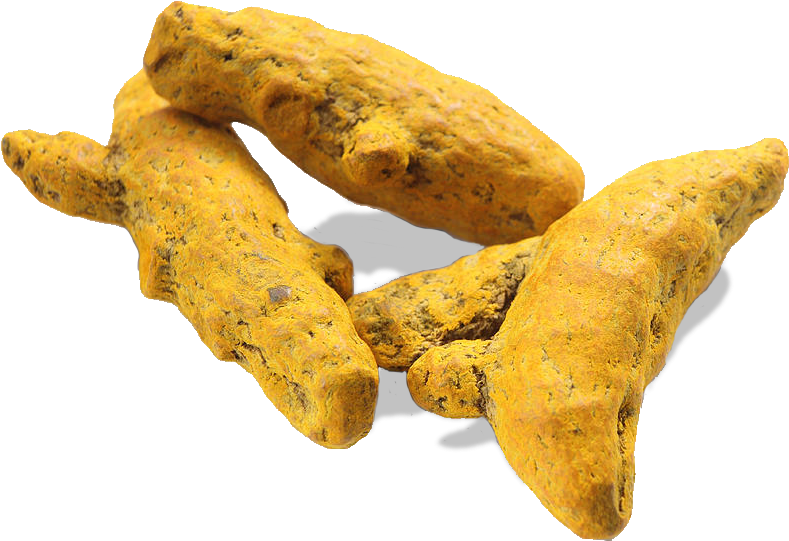 Raw Turmeric Roots Isolated PNG Image