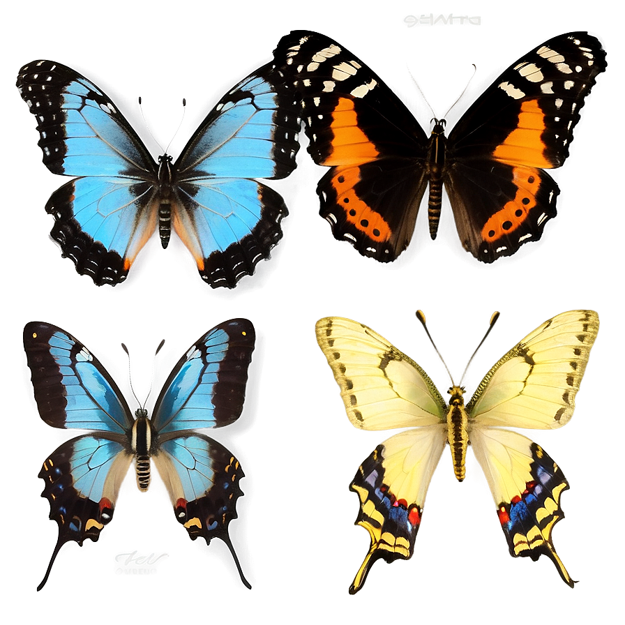 Real Butterfly B PNG Image