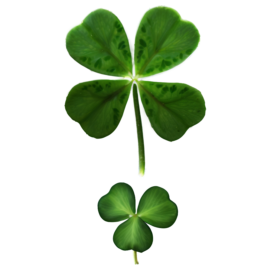 Real Four Leaf Clover Png Nyu16 PNG Image